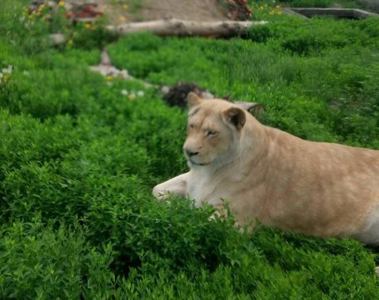 Белая львица Агата в абаканском зоопарке